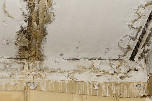 Best Basement water damage restoration  in Farmington, NM