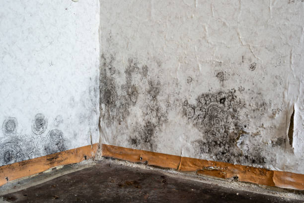 Best Residential water damage restoration  in Farmington, NM